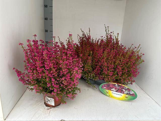 <h4>Erica gracilis overig</h4>