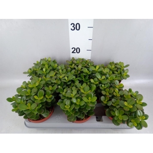 Crassula ovata 'Minor'