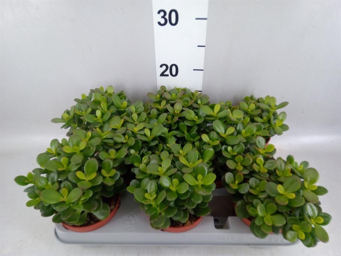 <h4>Crassula ovata 'Minor'</h4>