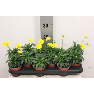 Euryops Sonneschein