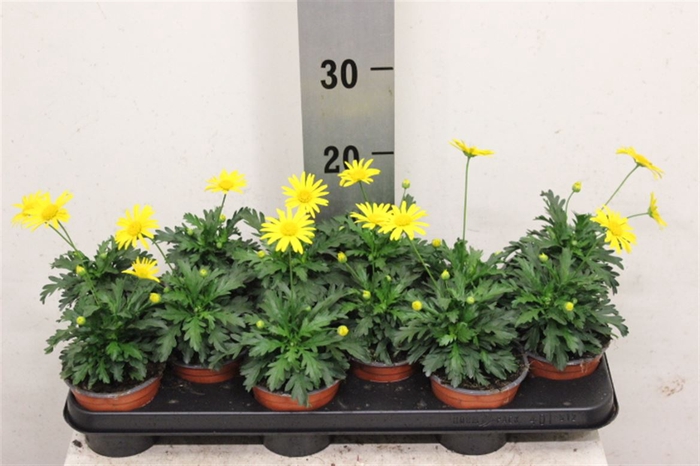 <h4>Euryops Sonneschein</h4>