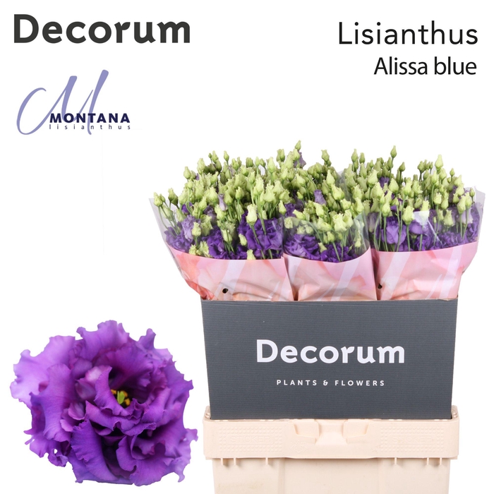 <h4>Lisianthus Alissa blue 70cm</h4>