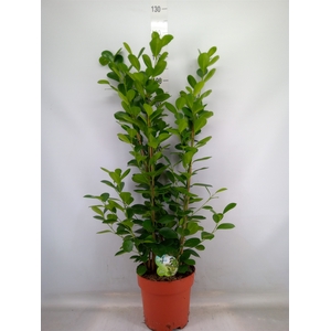 Ficus microcarpa 'Moclame'