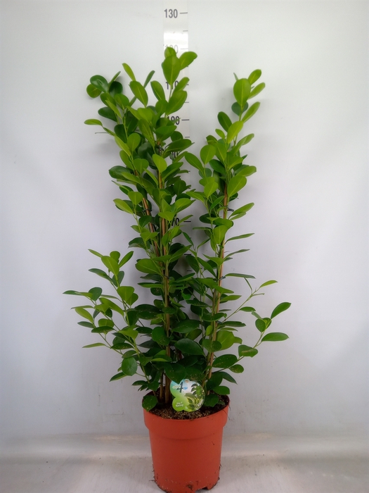 <h4>Ficus microcarpa 'Moclame'</h4>