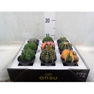 Cactus   ...