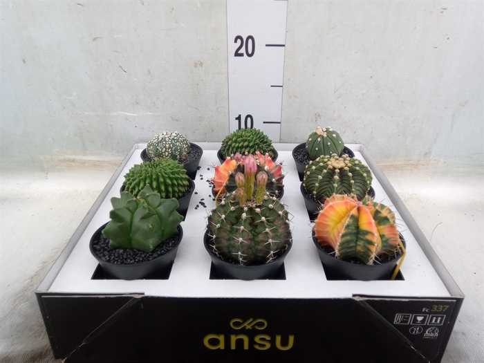 <h4>Cactus   ...</h4>