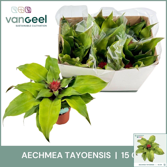 <h4>AECH TAYOENSIS</h4>