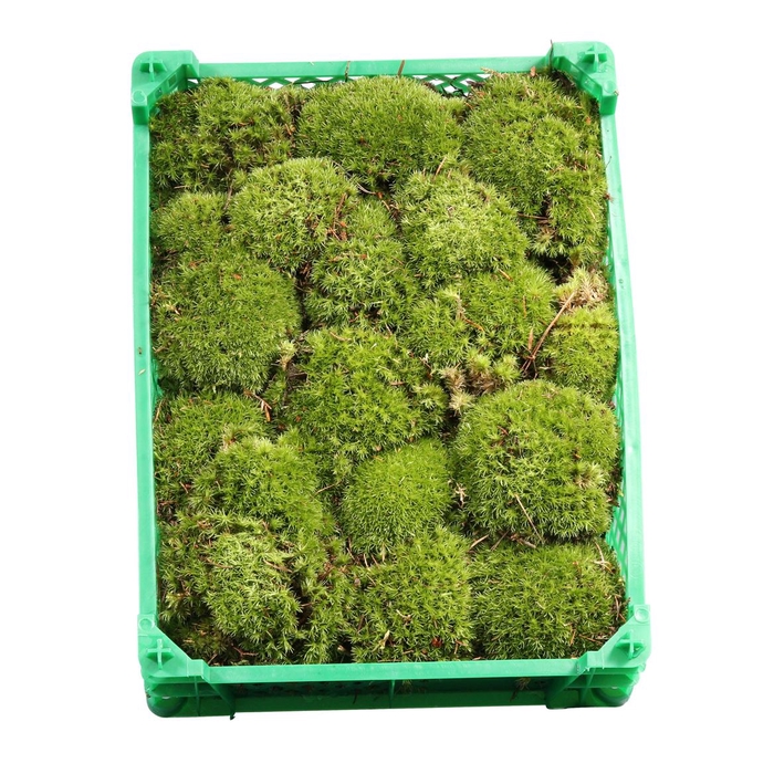 <h4>Bolmos Plastic</h4>