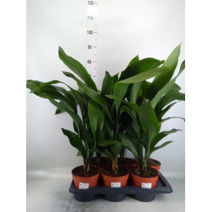 Aspidistra elat.
