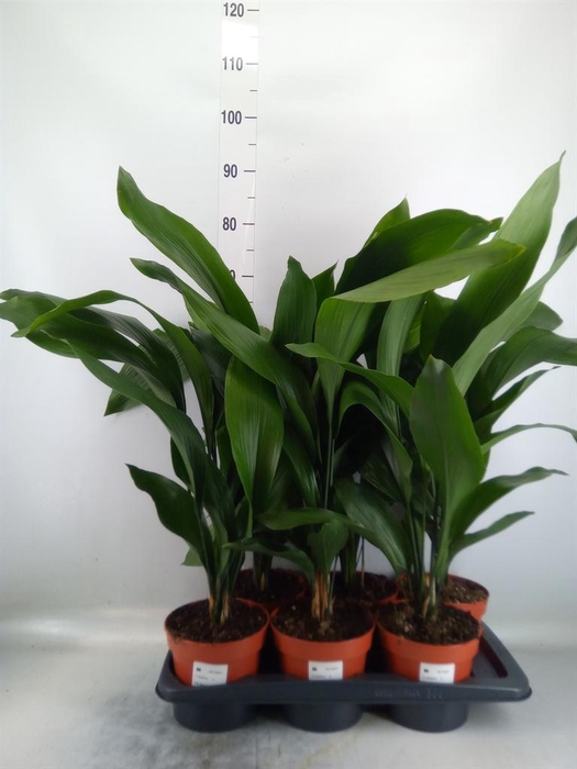 <h4>Aspidistra elat.</h4>