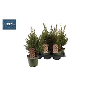 PICEA GL DECEMBER