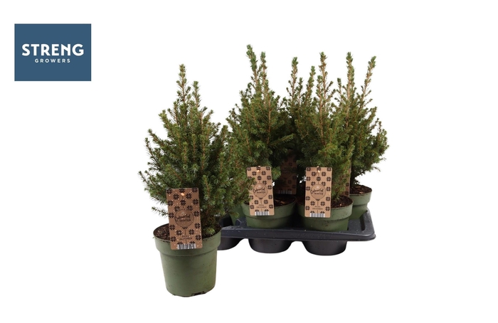 <h4>PICEA GL DECEMBER</h4>