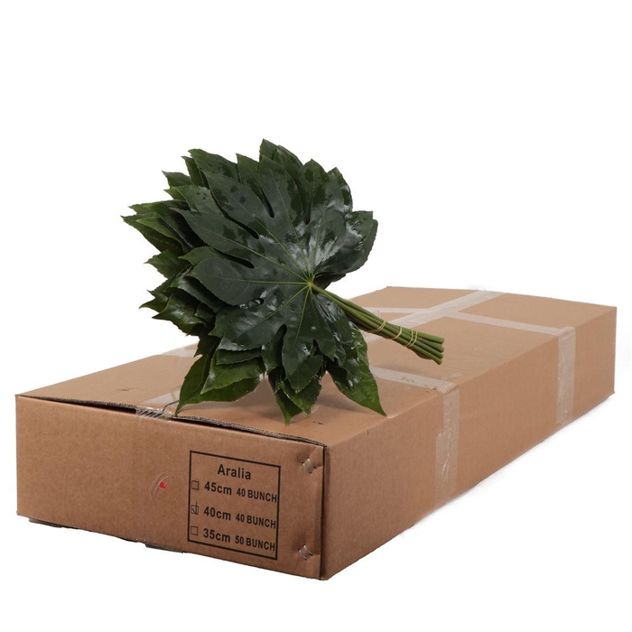 <h4>Aralia</h4>