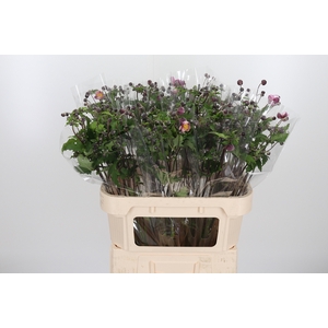 Anemone Robustissima