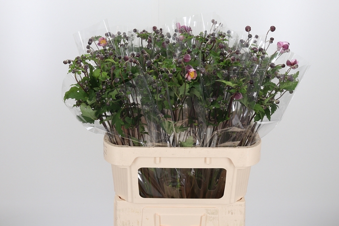<h4>Anemone Robustissima</h4>