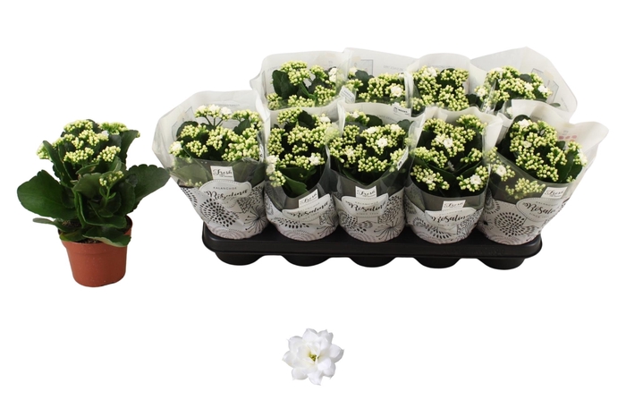 <h4>KAL GE DON DIONE</h4>