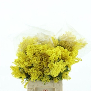 ACACIA BAILEYA BL BS