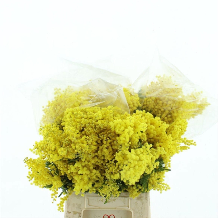 <h4>ACACIA BAILEYA BL BS</h4>