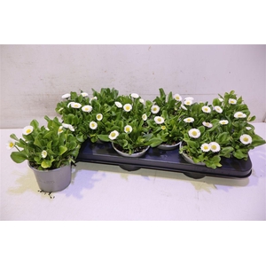 arr8 Bellis P Kl Ru White