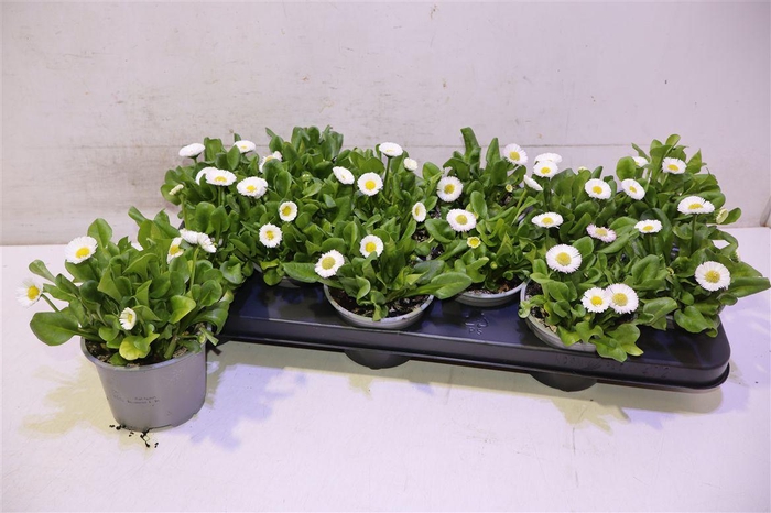 <h4>arr8 Bellis P Kl Ru White</h4>