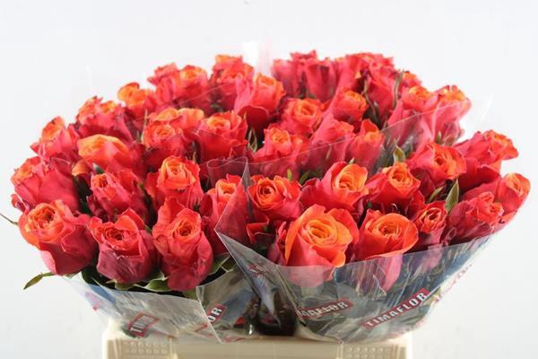 <h4>R Gr Espana L 40</h4>