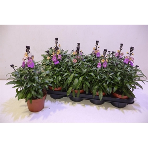 arr8 Erys Ley Purple Glow