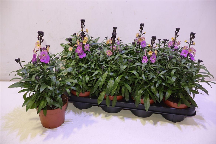 <h4>Erys Ley Purple Glow</h4>