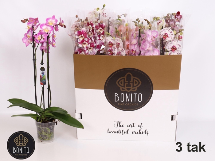 <h4>PHAL GEM 7 KL</h4>