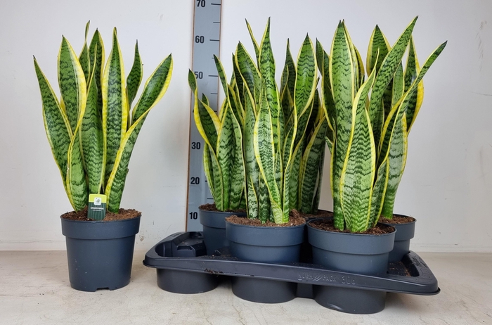 <h4>SANSEV LAURENTII</h4>