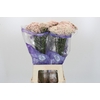 Ozothamnus Cooks Pink