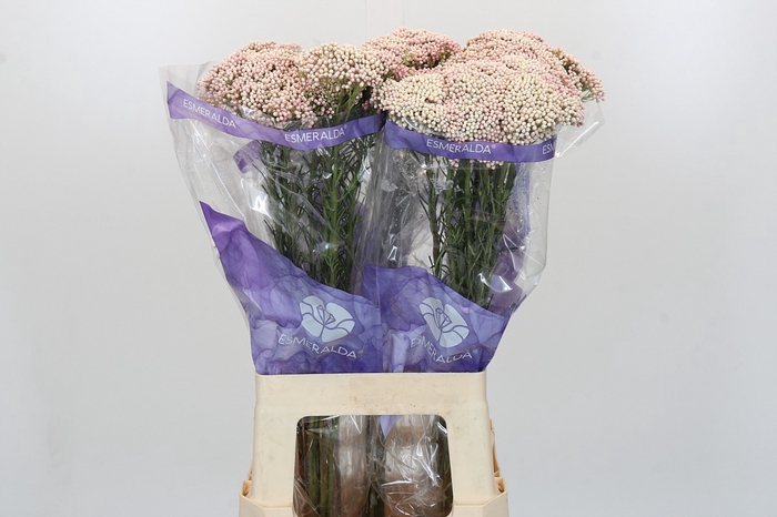 <h4>Ozothamnus Cooks Pink</h4>