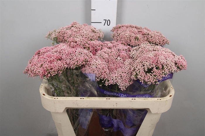 <h4>Ozoth Cooks Tall Pink</h4>