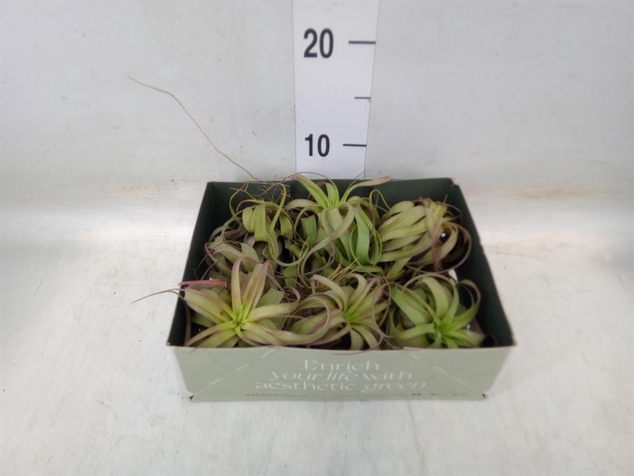 <h4>Tillandsia</h4>