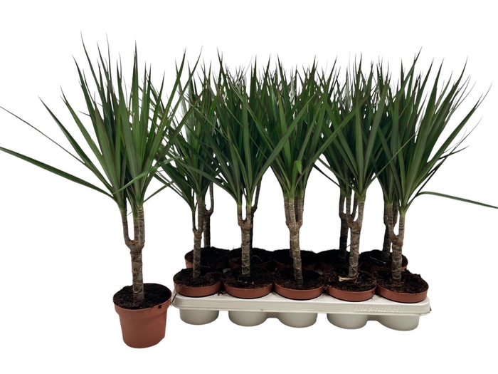 <h4>DRA MARGINATA</h4>