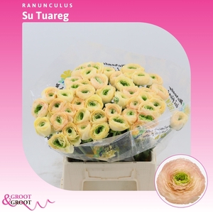 Ranunculus Success Tuareg | Extra