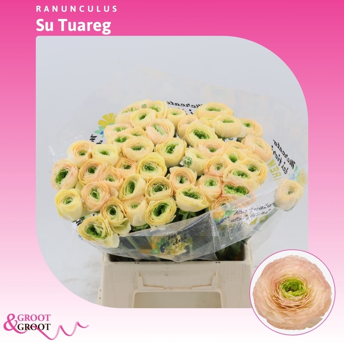 <h4>Ranunculus Success Tuareg | Extra</h4>