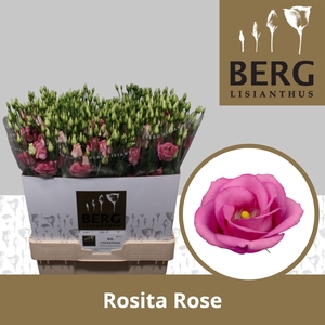 Lisianthus Rosita Rose Pink