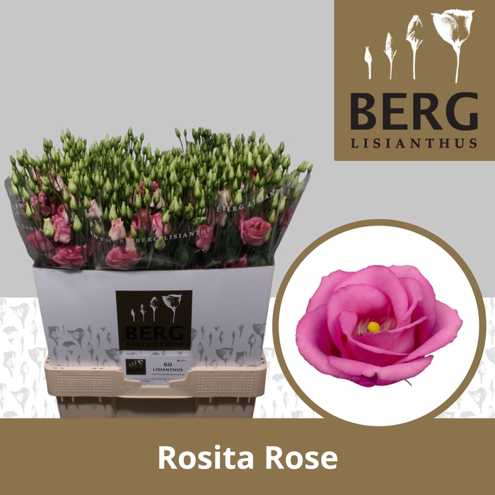 <h4>Lisianthus Rosita Rose Pink</h4>
