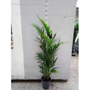 Howea forsteriana