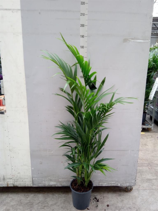 <h4>Howea forsteriana</h4>