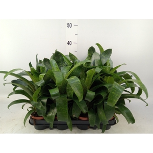 Vriesea   ...mix 3