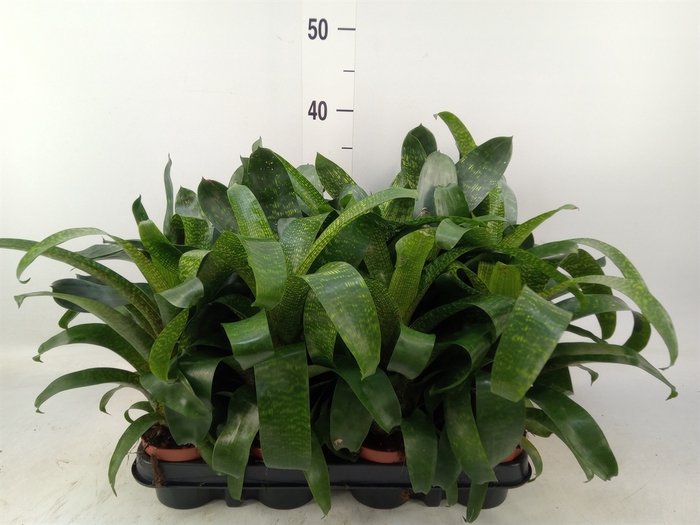 <h4>Vriesea   ...mix 3</h4>