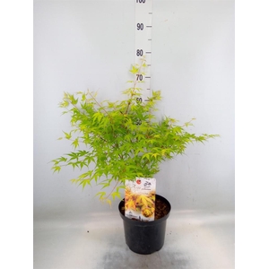 Acer palmatum 'Katsura'