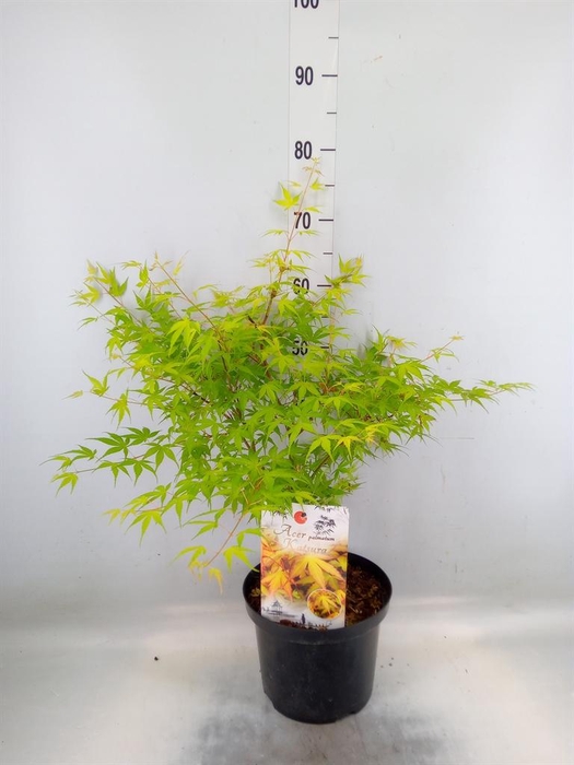 <h4>Acer palmatum 'Katsura'</h4>