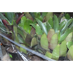 BROMELIA IMPERIAL P27 VERDE/VERMELHO