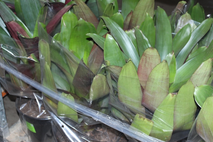<h4>BROMELIA IMPERIAL P27 VERDE/VERMELHO</h4>