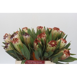 Protea Aurumn