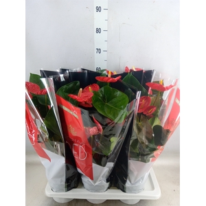 Anthurium andr. 'Madural'