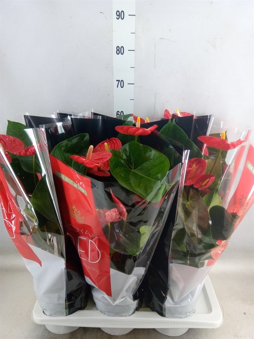 <h4>Anthurium andr. 'Madural'</h4>