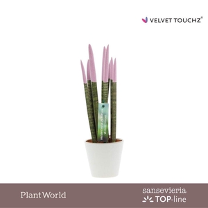 Sansevieria VELVET TOUCHZ® Pastel Paars In Rotterdam keramiek